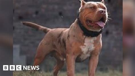 Wrexham: Fatal dog attack owner 'living a nightmare' 